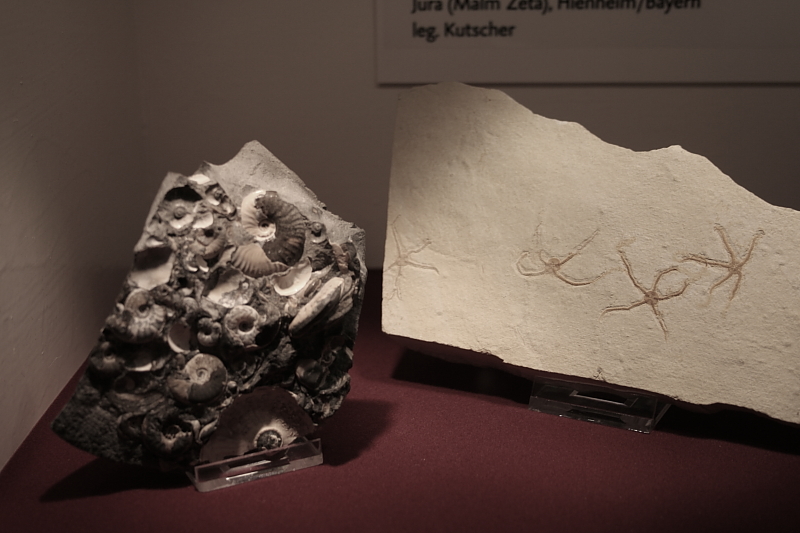 Killikus® Fotographie Killikus® Fotographie